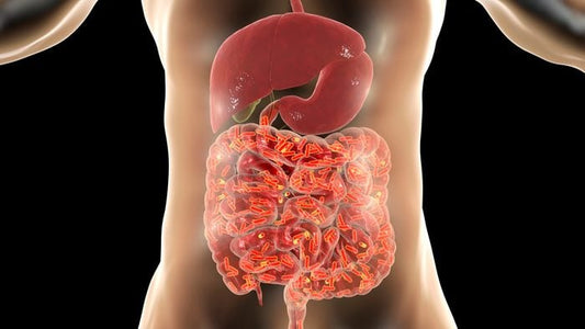 Why Gut Health Truly Matters — And How One Simple Habit Can Help